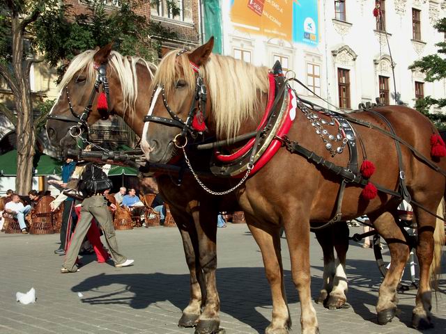 Krakow 43