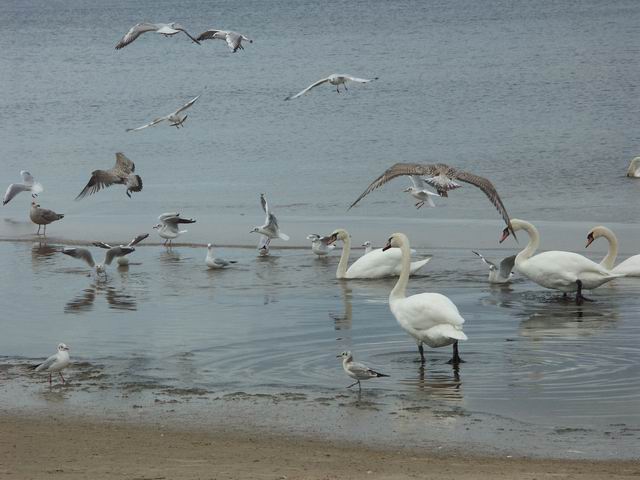Swinoujscie 15
