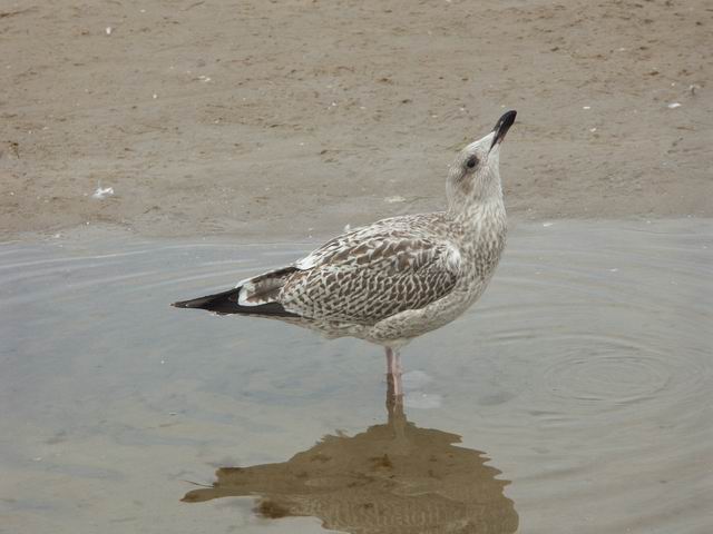 Swinoujscie 16