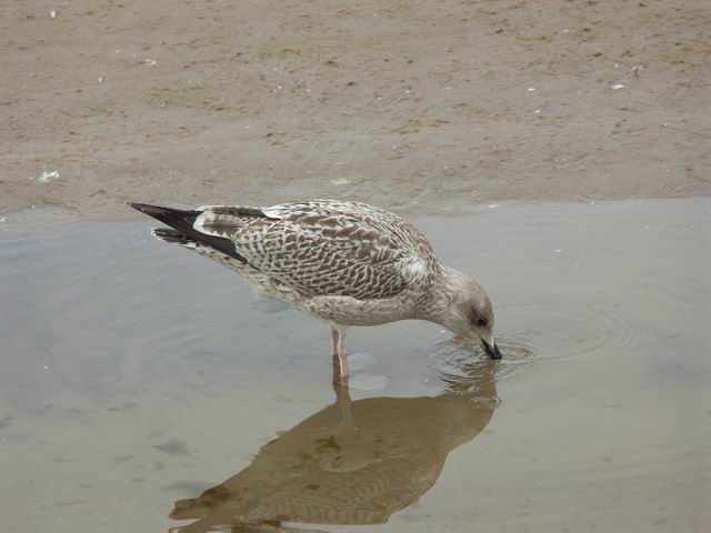 Swinoujscie 17
