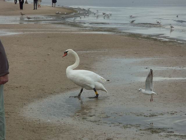 Swinoujscie 18