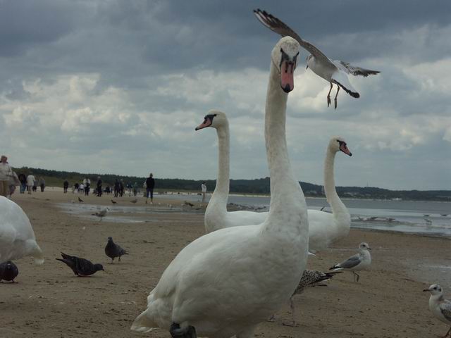 Swinoujscie 19