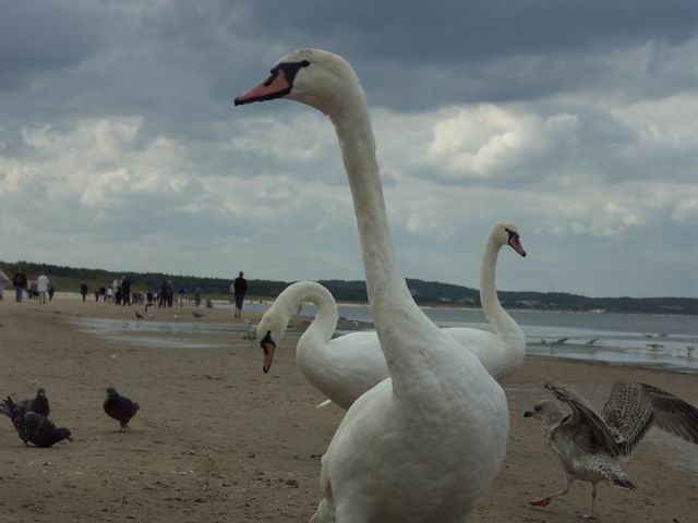 Swinoujscie 20