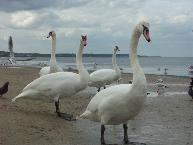 Swinoujscie 21