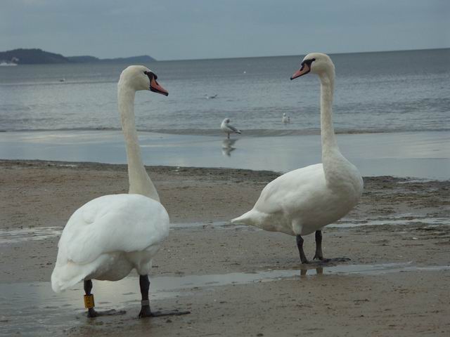 Swinoujscie 22