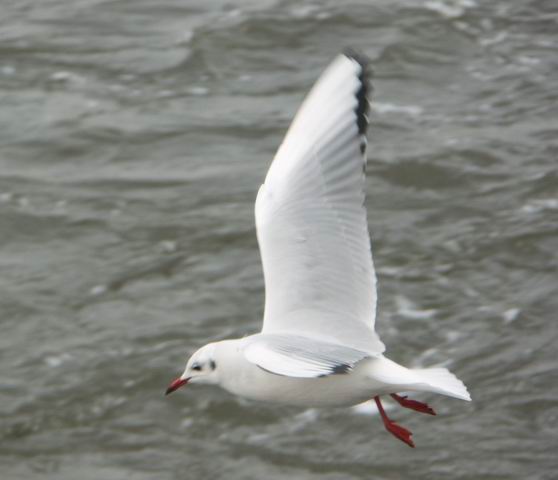 Swinoujscie 26