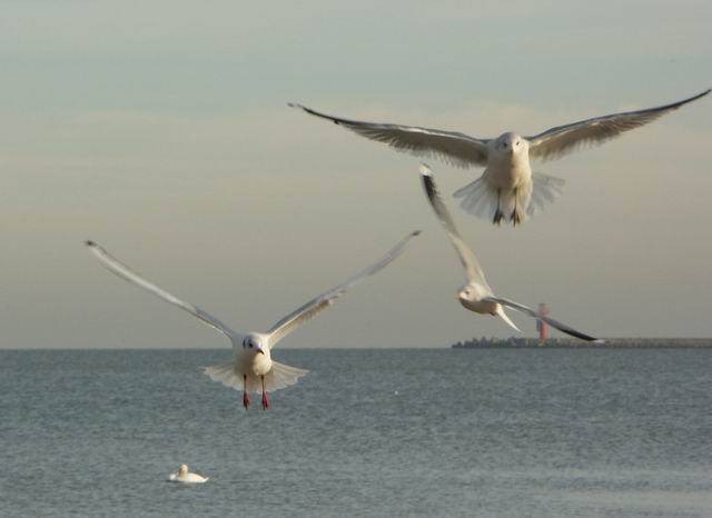 Swinoujscie 29