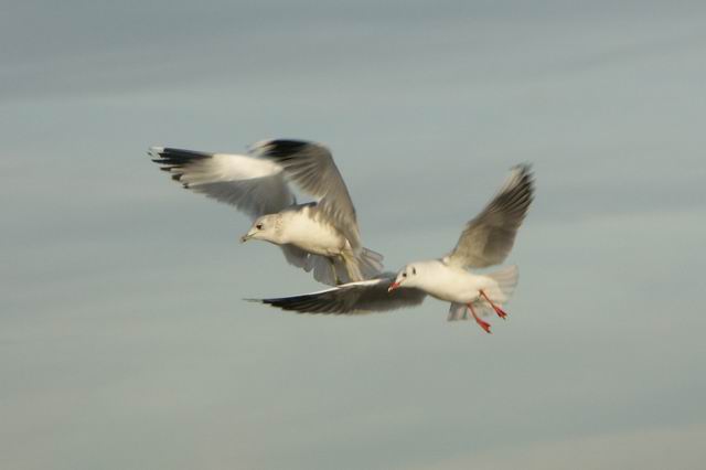 Swinoujscie 32