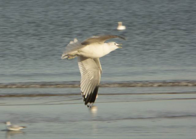 Swinoujscie 33
