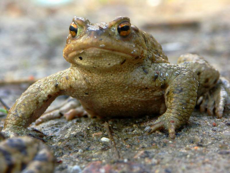 Ropucha 11