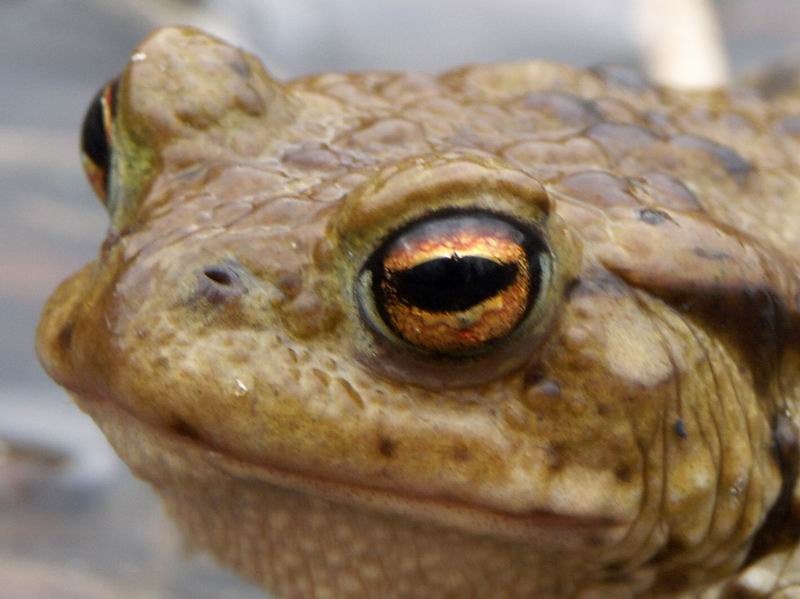 Ropucha 26