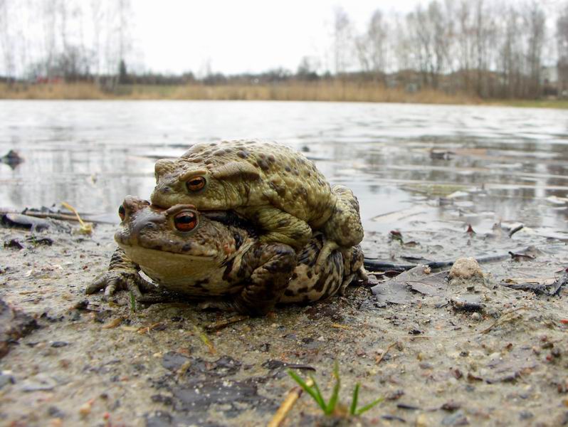 Ropucha 36