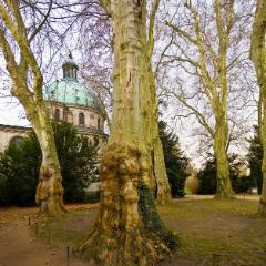 Potsdam pano drzewa
