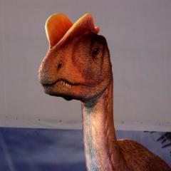 dino 13