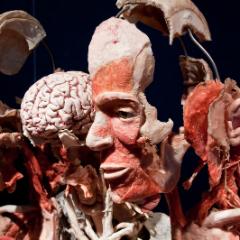 Plastinarium