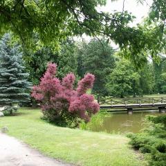Arboretum w Kórniku