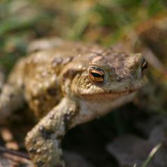 Ropusze pieprzoty