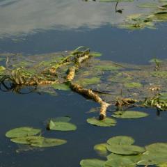 Kanal 44