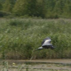 Kanal 45