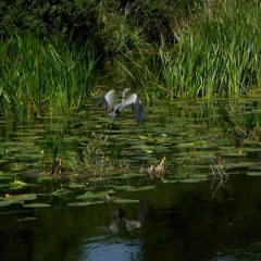 Kanal 46