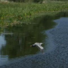 Kanal 48